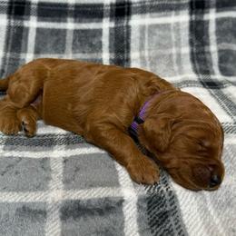 Purple Collar Girl - Red  female Goldendoodle puppy in Pasadena, Texas from Knightsbane Standard Poodles