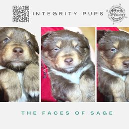 Australian Shepherd and Miniature Australian Shepherd Puppies from Integrity Aussies Tx