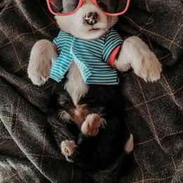 Sheepadoodle Puppies from DOODCompany
