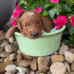 Lightning - Red  male Goldendoodle puppy in Montgomery, Texas from Texas Bello Doodles