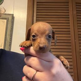 Runtlett - Red male Dachshund puppy in Athens, Texas from County Road Puppies