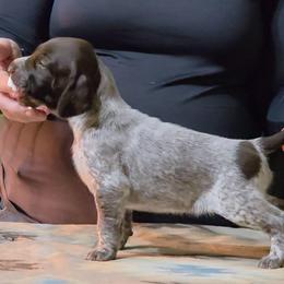 Lime girl - Liver and white female German Shorthaired Pointer puppy in Kenai, Alaska from LakeHaus Kennels