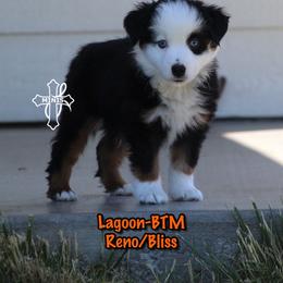 Lagoon - Black tri male Miniature American Shepherd puppy in Elgin, Oregon from Cross L Miniature American Shepherds