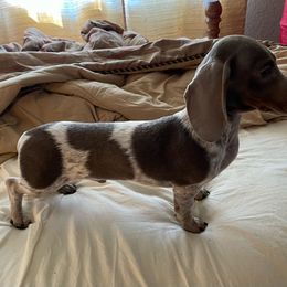 Cash - Dachshund