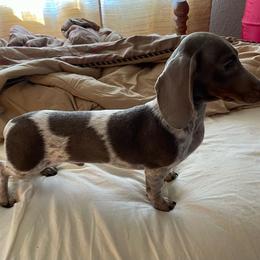 Cash - Dachshund