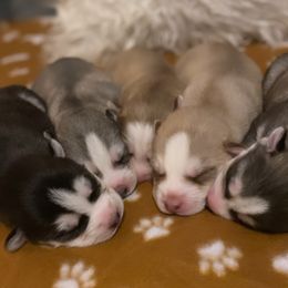 Siberian Husky puppies from Surge x Stormy’s Puppies