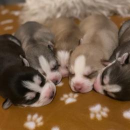 Siberian Husky puppies from Surge x Stormy’s Puppies