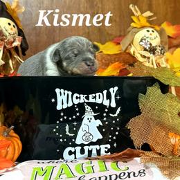 Kismet - Blue white and tan female Rat Terrier puppy in Booneville, Mississippi from Emerald Rat Terriers