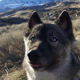 Busky - Siberian Husky