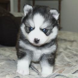 Wyatt - Black and white male Pomsky puppy in Chino Valley, Arizona from Rose Peek Pomskies