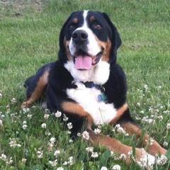 Greater Swiss Mountain Dogs from Sharon Snoke