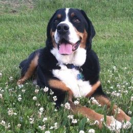 Greater Swiss Mountain Dogs from Sharon Snoke