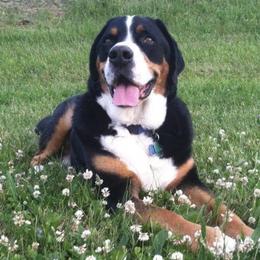 Greater Swiss Mountain Dogs from Sharon Snoke