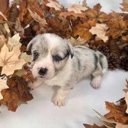 Sherbet - Blue merle and white female American Corgi puppy in Waskom, Texas from Piney Woods Corgis