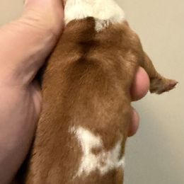 No.2 Red Piebald - Piebald male Dachshund puppy in Martinsville, Indiana from Witchy Woman’s Wiener’s