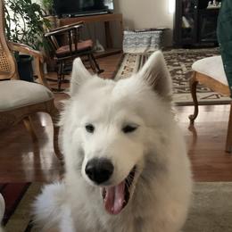 Lovie - Samoyed