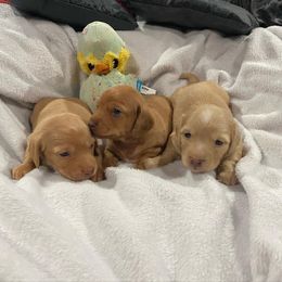 Dachshund Puppies from JnA Dachshunds