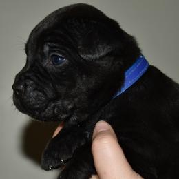 Blue - Black male Cane Corso puppy in Sault Ste Marie, Michigan from Willow Creek Cane Corsos
