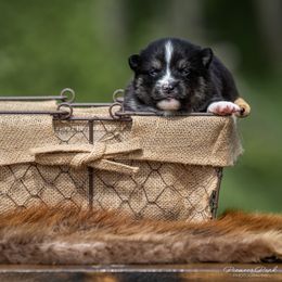 Pomsky Puppies from Pioneer Peak Pomskies