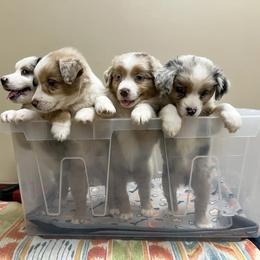 Miniature Australian Shepherd Puppies from Rounvale