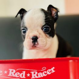 Boston Terrier Puppies from West Cactus Kennels LLC