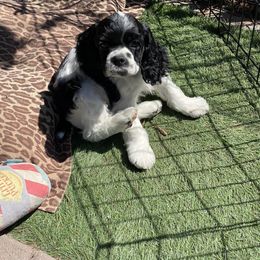 Cocker Spaniel Puppies from Gypsyrose Cockers