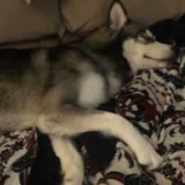 Siberian Huskies from Central KY Huskies