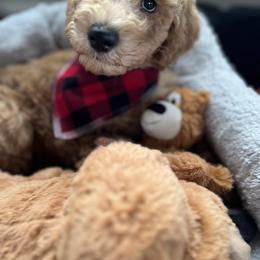 Goldendoodle Puppies from Lundee Doodles