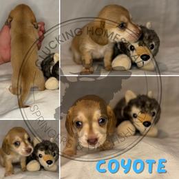 Coyote - Cream male Dachshund puppy in Fond Du Lac, Wisconsin from Clucking Homestead Springers & Dachshunds