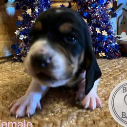 Pink - Prissy - Black brown and white female Basset Hound puppy in Chipley, Florida from Brannon Bassets