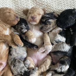 Bernedoodle, Goldendoodle, and Poodle Puppies from Central Valley Canine Companions
