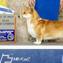 Jane - Pembroke Welsh Corgi