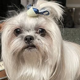 Storm - Shih Tzu