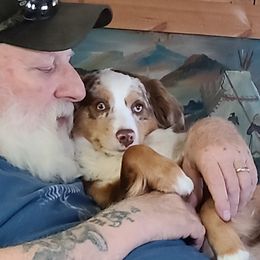 Dolly - Miniature Australian Shepherd