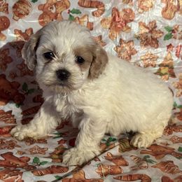 Girl 3 - Cockapoo puppy from Blair’s Furry Friends
