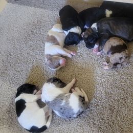 Aussiedoodles from Jennifer's Aussiedoodles