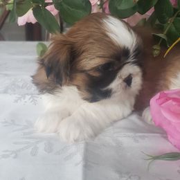 French Bulldog and Shih Tzu Puppies from French Bulldogs Planet