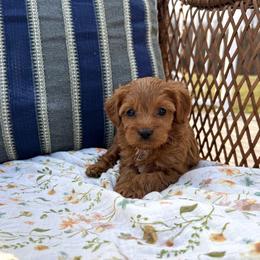 Cavapoochon puppies from Pleasant Home Puppies