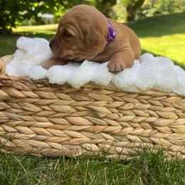 Plum - Dark golden female Golden Retriever puppy in Provo, Utah from Rocky Mountain Field Goldens