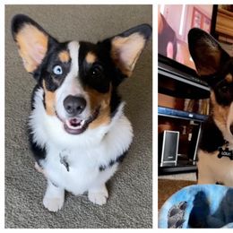 American Corgi and Pembroke Welsh Corgi Puppies from Beebe’s Corgis