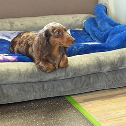 Toffee - Dachshund