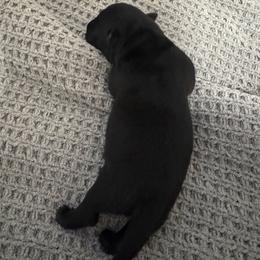 Harold - Black male Scottish Terrier puppy in Crossville, Tennessee from Cavern Kennels