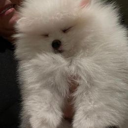 Pomeranian Puppies from Florida Loyals Pomeranian Breeder