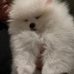 Pomeranian Puppies from Florida Loyals Pomeranian Breeder