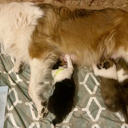Collie puppies from Lovely Heart Collies