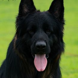 Herman - German Shepherd