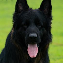Herman - German Shepherd