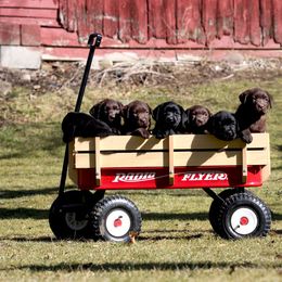 Labrador Retriever Puppies from Big Sky Labradors