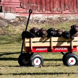 Labrador Retriever Puppies from Big Sky Labradors