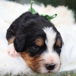 Green Bow - Tri-color female Bernese Mountain Dog puppy in Middlesex, North Carolina from Willow Springs Doodles & Berners